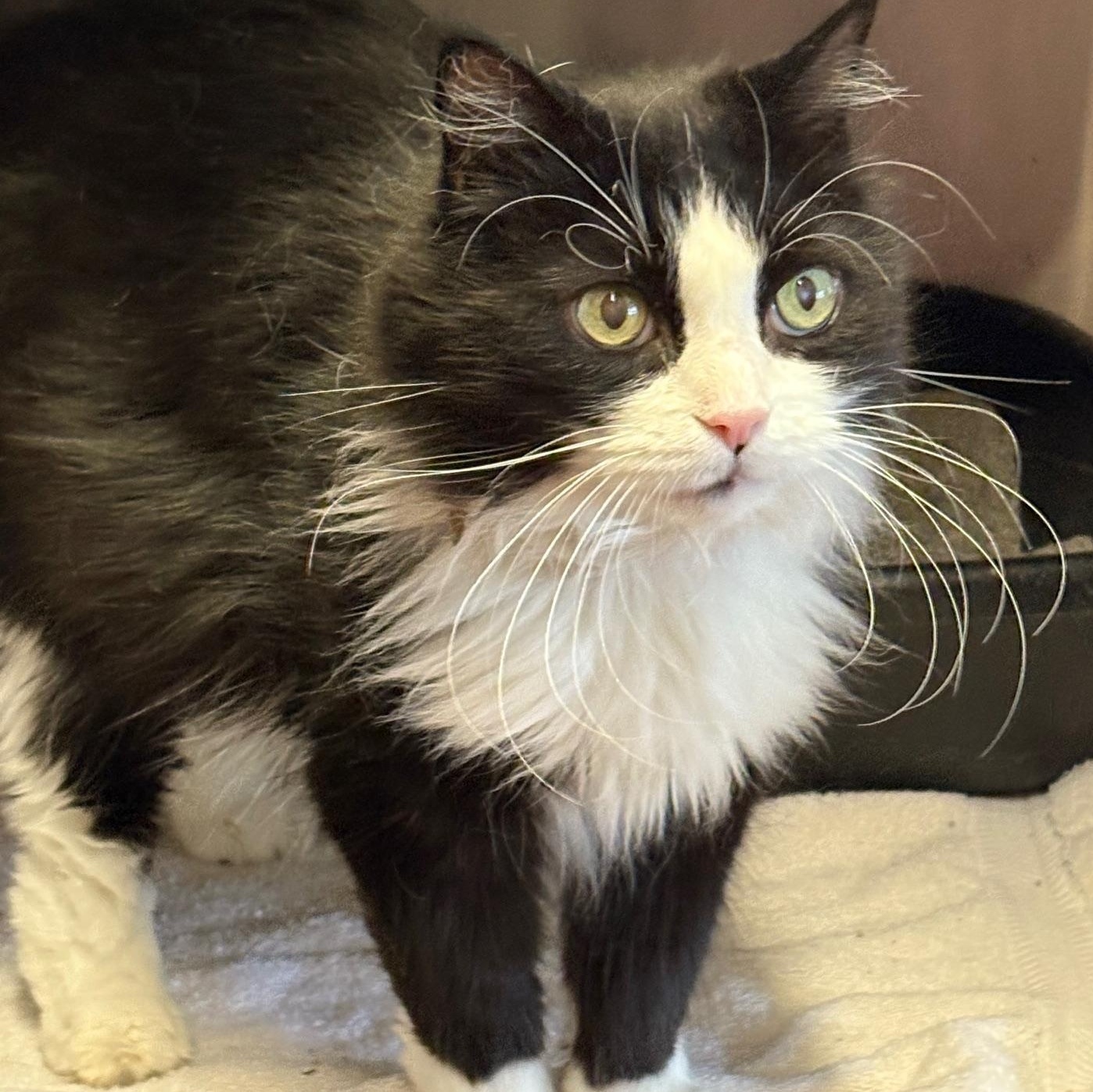 Boo Boo *In Prison Program*, a Adoptable Domestic Long Hair in Honesdale, PA image 2/6