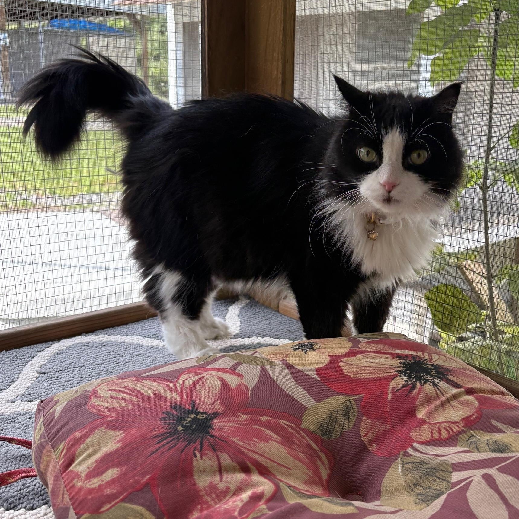 Boo Boo *In Prison Program*, Adoptable, Senior Female Domestic Long Hair.