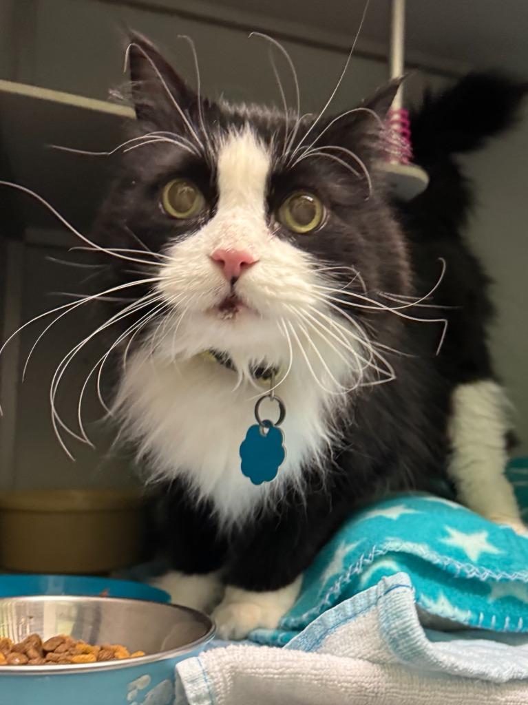 Boo Boo *In Prison Program*, a Adoptable Domestic Long Hair in Honesdale, PA image 6/6