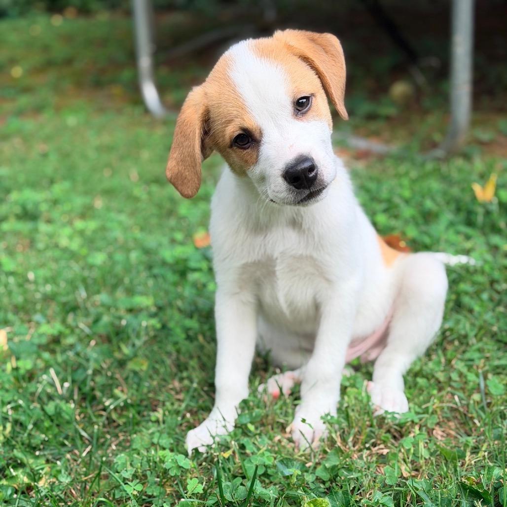 Sol, Adoptable, Puppy Male Mixed Breed.