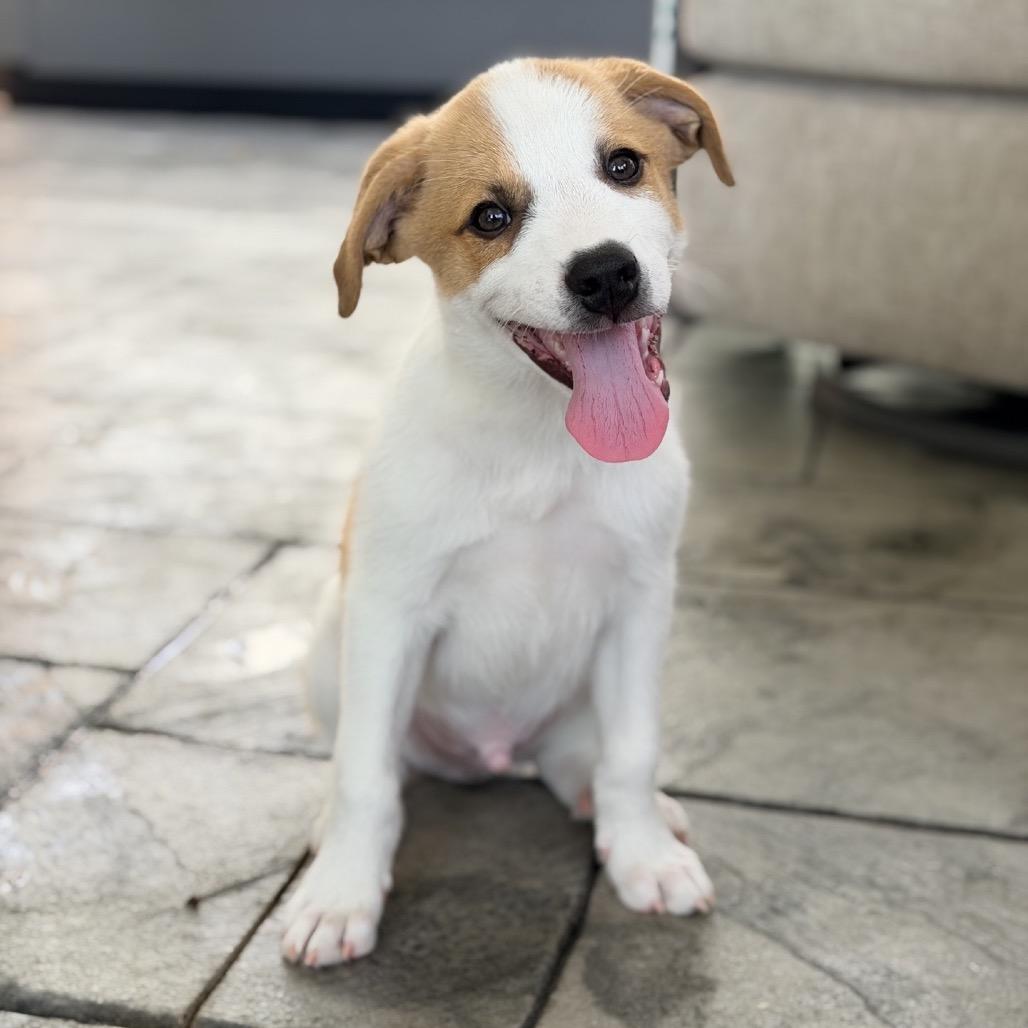 Enlarge Sol, a Adoptable Mixed Breed in La Grange, KY image 2/5