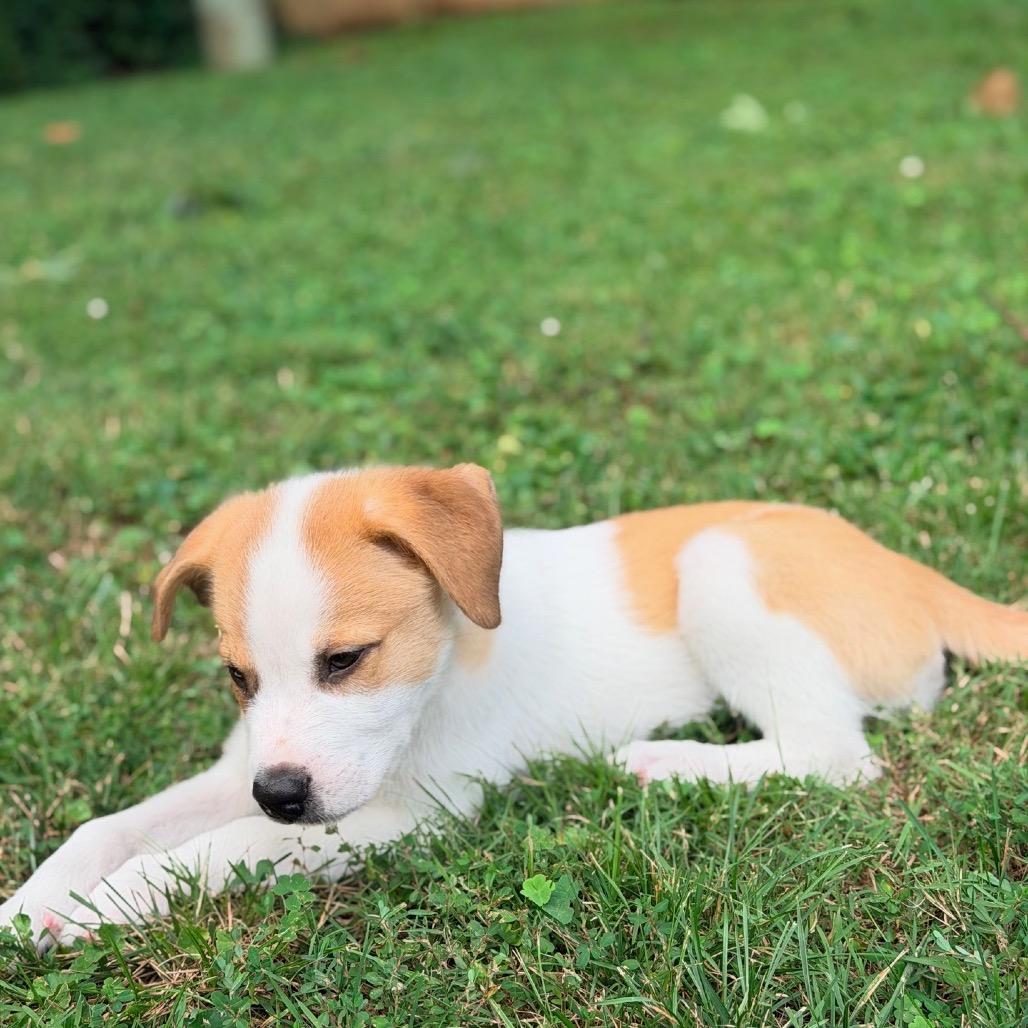 Enlarge Sol, a Adoptable Mixed Breed in La Grange, KY image 4/5