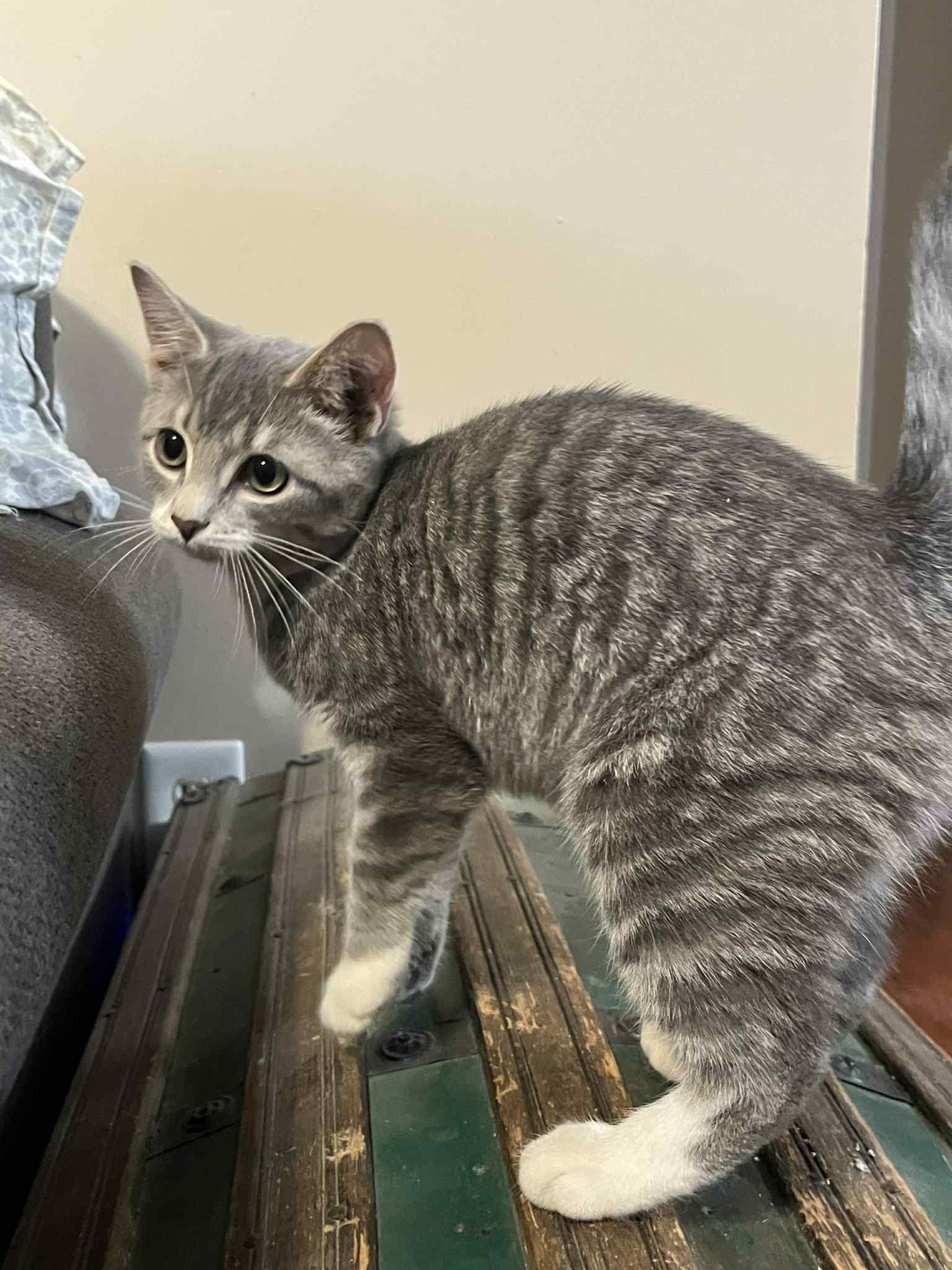 Hazel, a Adoptable Domestic Short Hair in Richmond, KY image 2/3