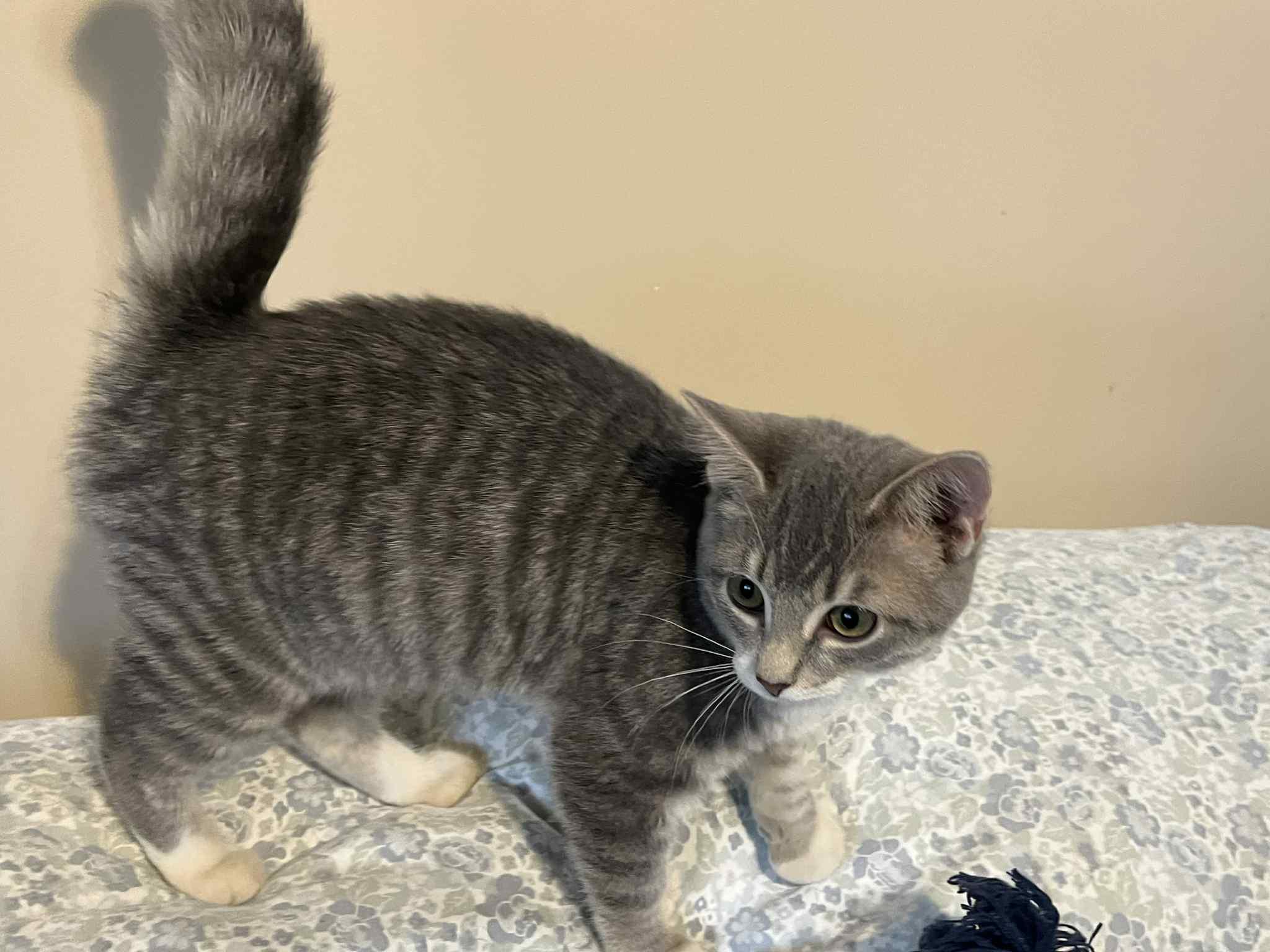 Hazel, a Adoptable Domestic Short Hair in Richmond, KY image 3/3