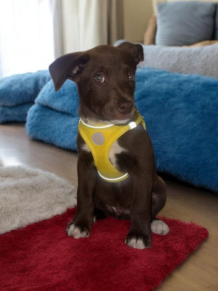Enlarge Rowdy Lee, a Adoptable mixed breed in Waunakee, WI image 1/2