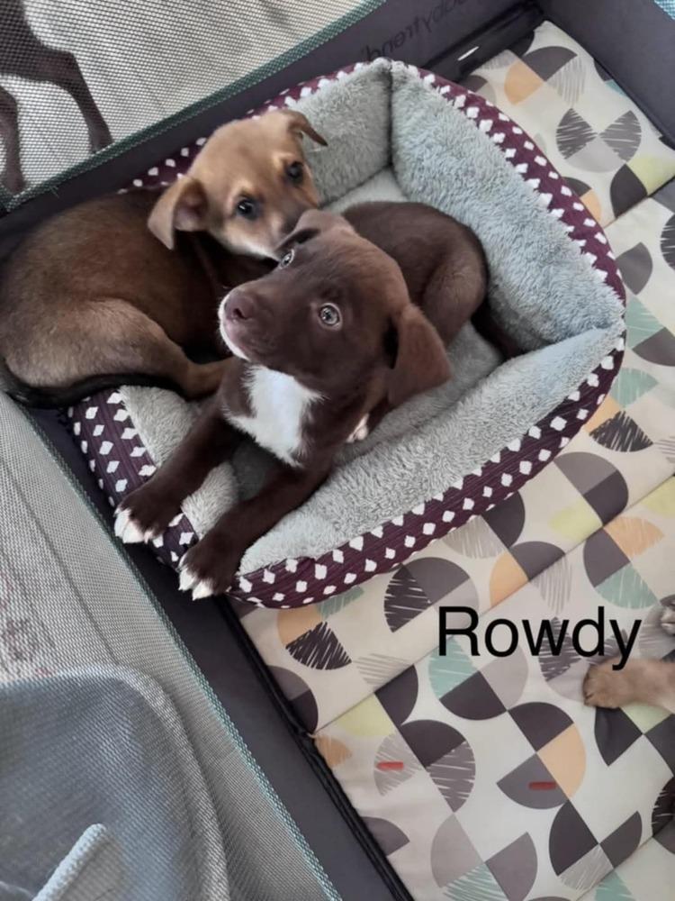 Enlarge Rowdy Lee, a Adoptable mixed breed in Waunakee, WI image 2/2