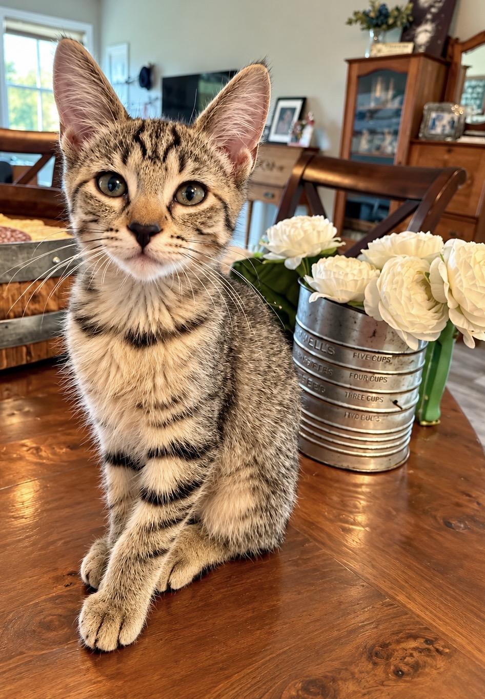 Reina, Adopted, Kitten Female Tabby.