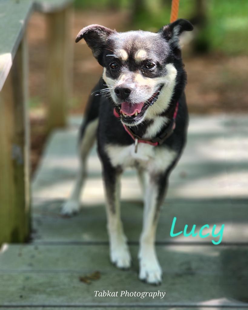 Lucy, Adoptable, Adult Female Shepherd & Pug.