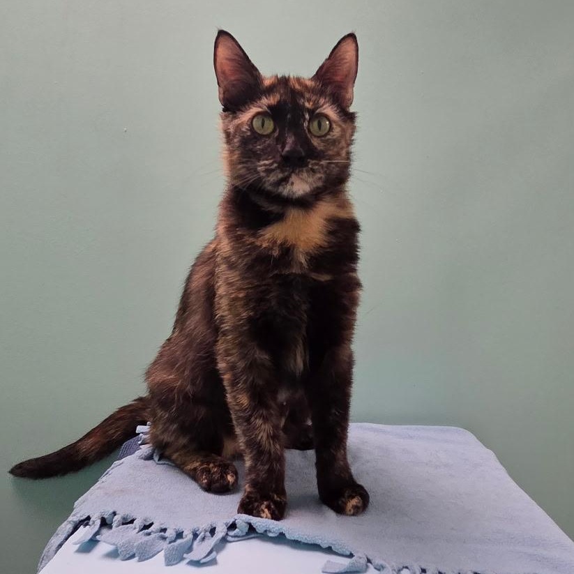 Enlarge Masa -ABBY Mr Pets, a Adoptable Domestic Short Hair in Chilliwack, BC image 1/1