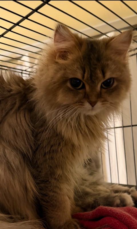 Enlarge Juniper, a Adoptable Maine Coon in Vienna , VA image 1/1