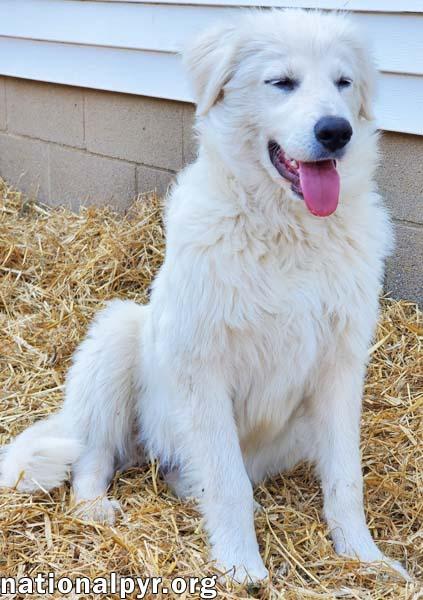 Opal in KY - A Precious Soul!