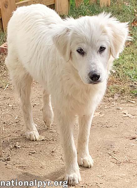 Opal in KY - A Precious Soul!