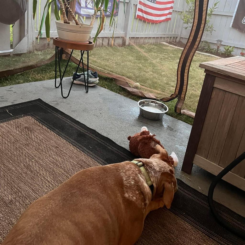 Friskies thumbnail 3