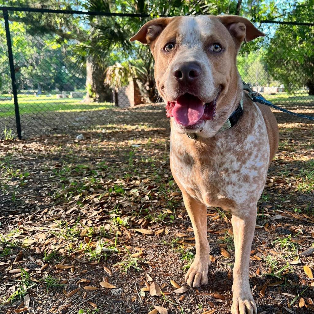 Friskies thumbnail 5