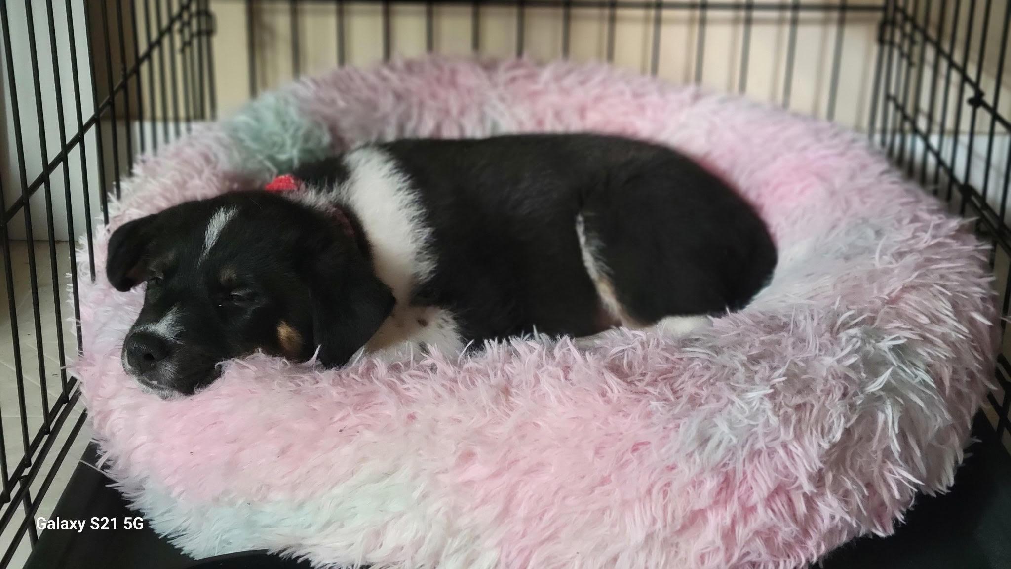 Everest, an adoptable Mixed Breed in Saskatoon, SK, S7H 0W2 | Photo Image 4