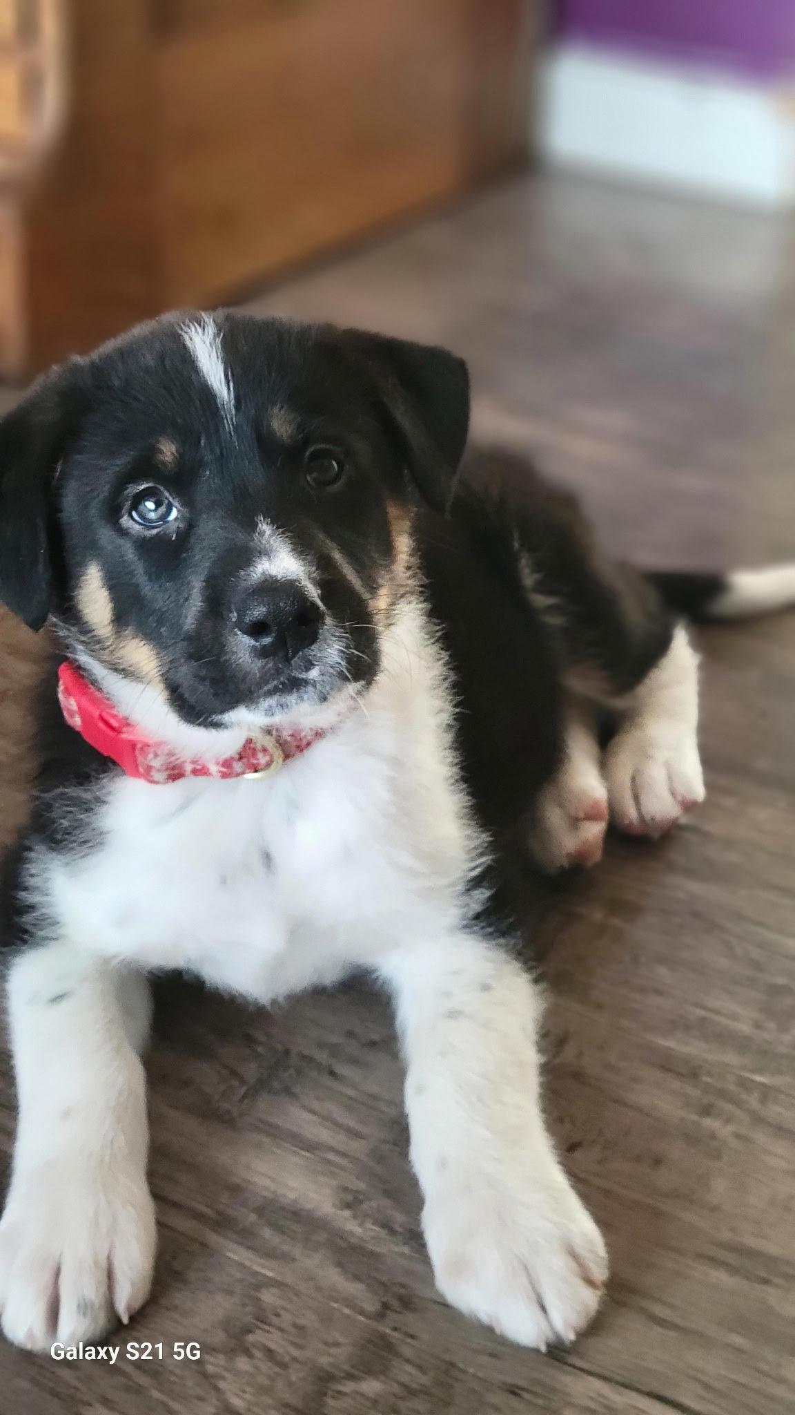 Everest, an adoptable Mixed Breed in Saskatoon, SK, S7H 0W2 | Photo Image 1