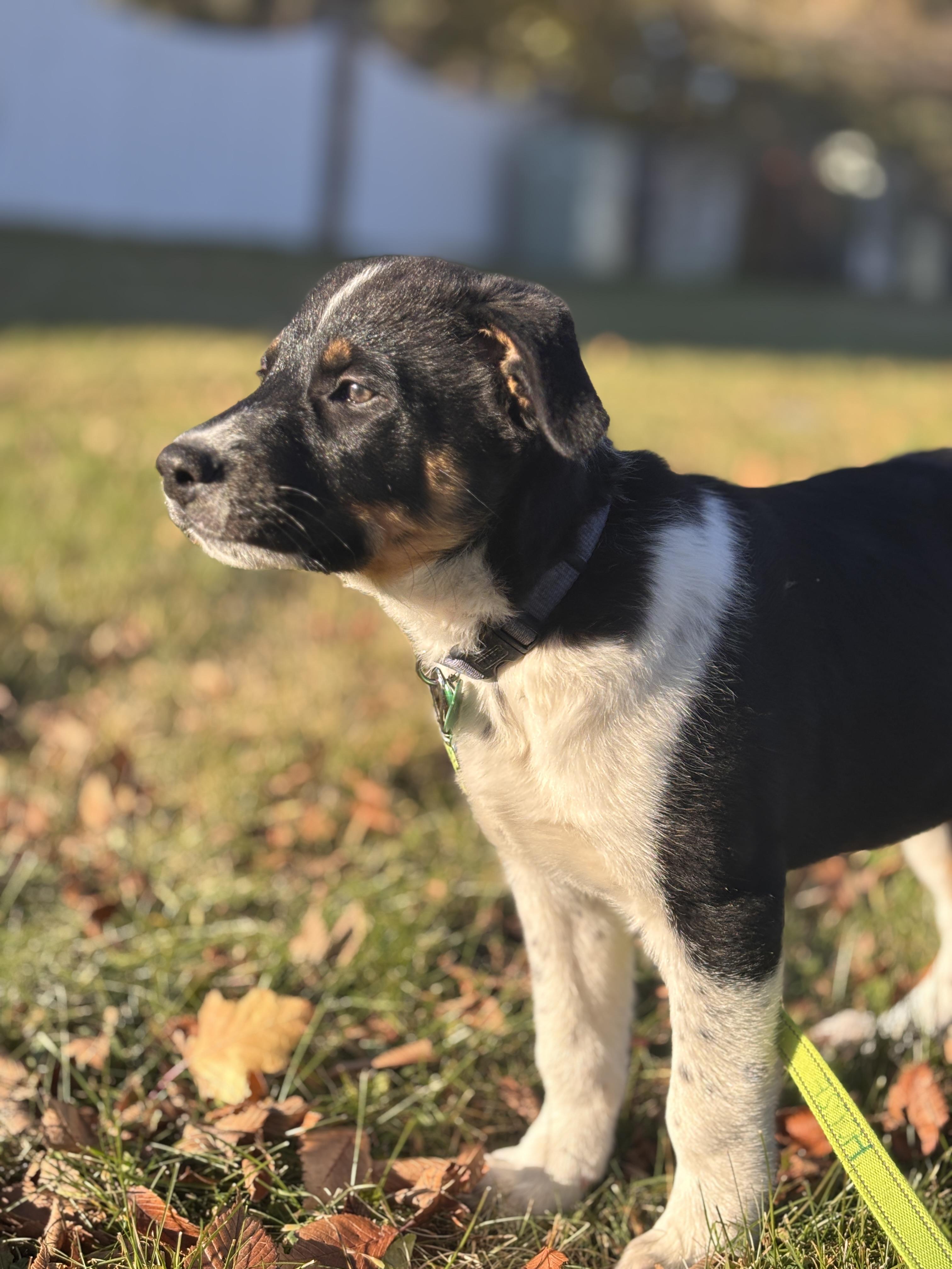 Everest, an adoptable Mixed Breed in Saskatoon, SK, S7H 0W2 | Photo Image 5