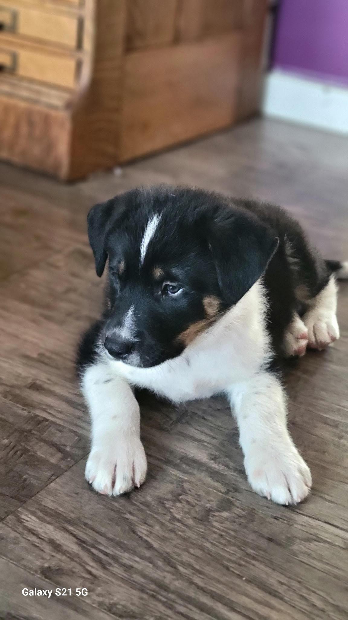 Everest, an adoptable Mixed Breed in Saskatoon, SK, S7H 0W2 | Photo Image 5