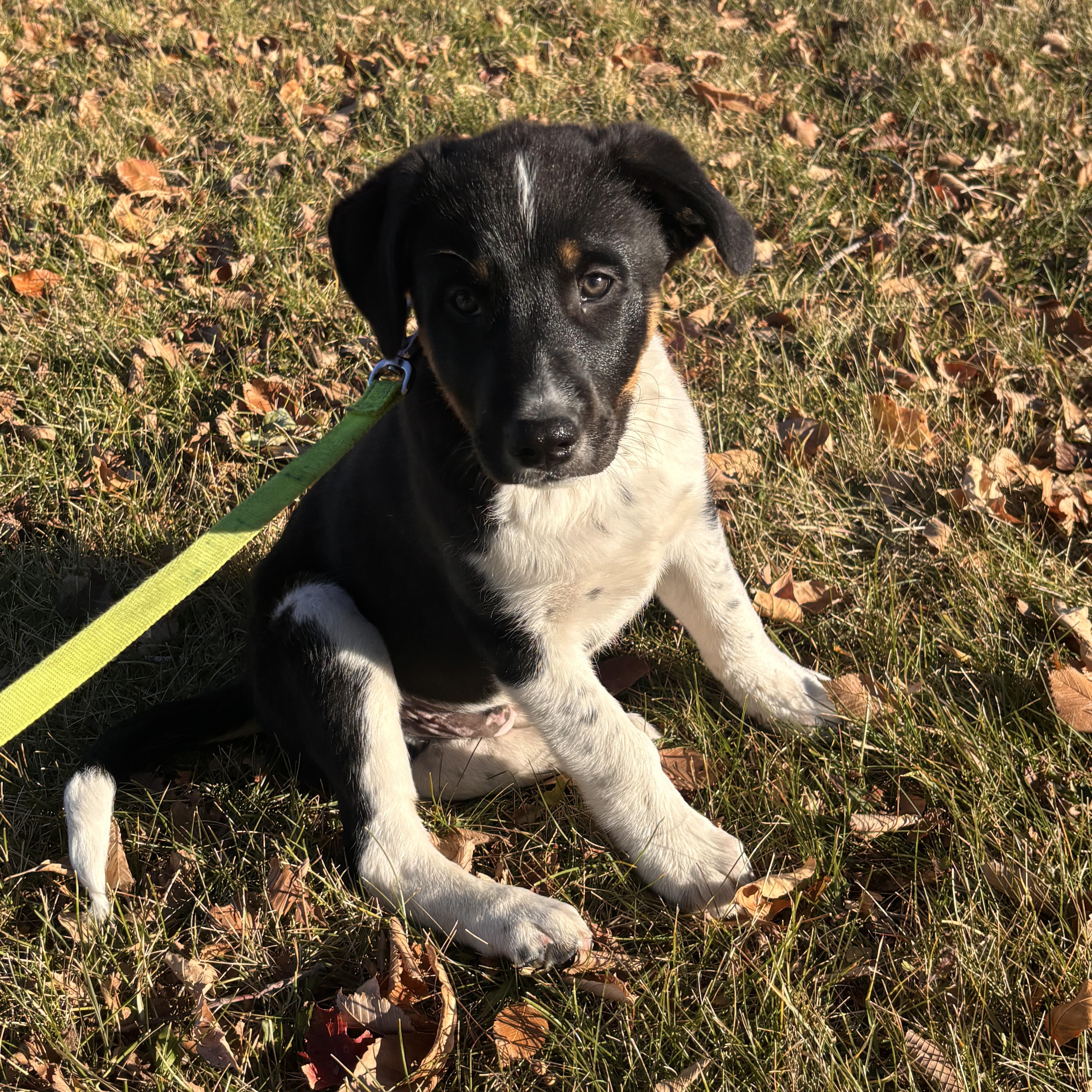 Everest, an adoptable Mixed Breed in Saskatoon, SK, S7H 0W2 | Photo Image 1