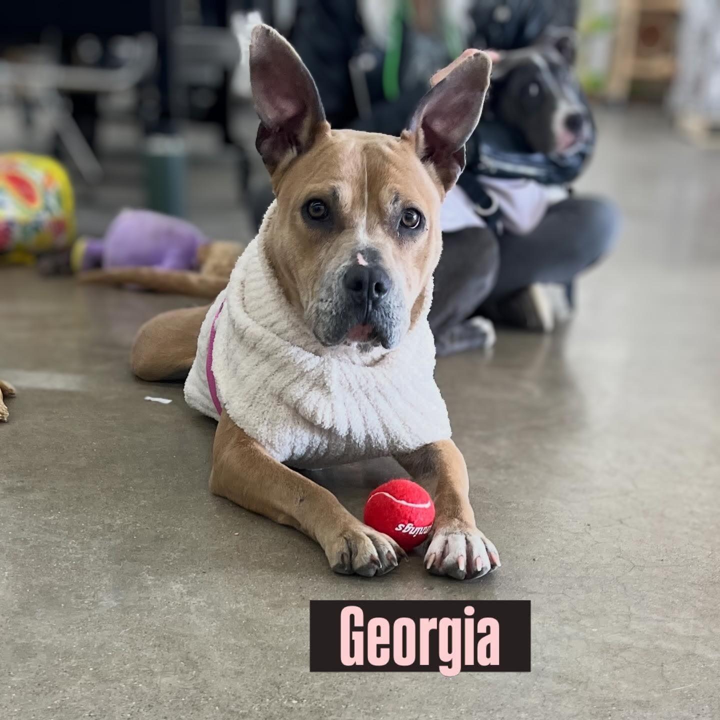 Georgia, ADOPTABLE, Adult Female Pit Bull Terrier.