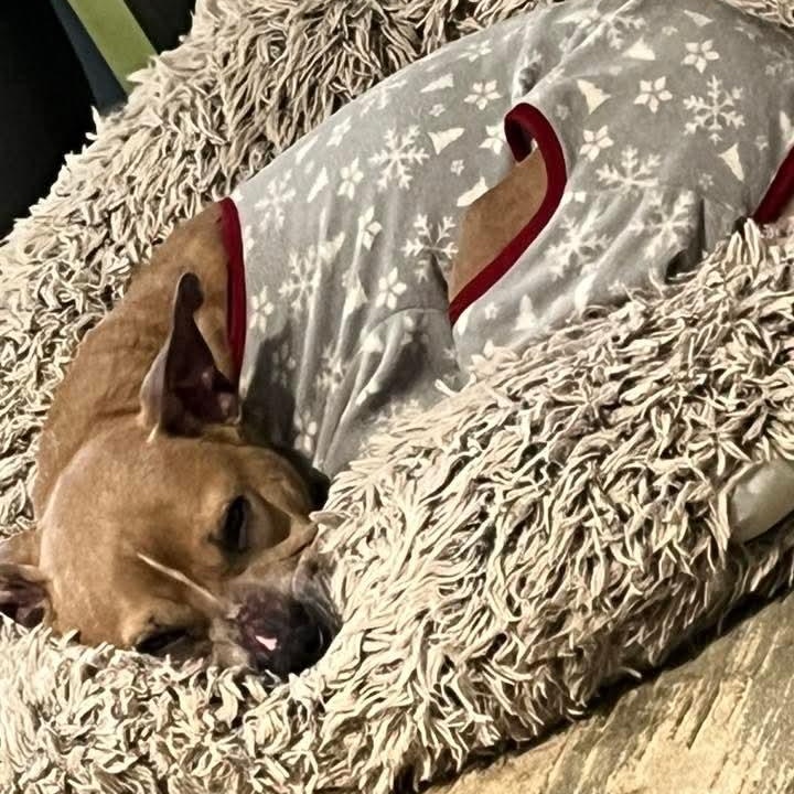 Enlarge Georgia, a ADOPTABLE mixed breed in East Peoria, IL image 3/4