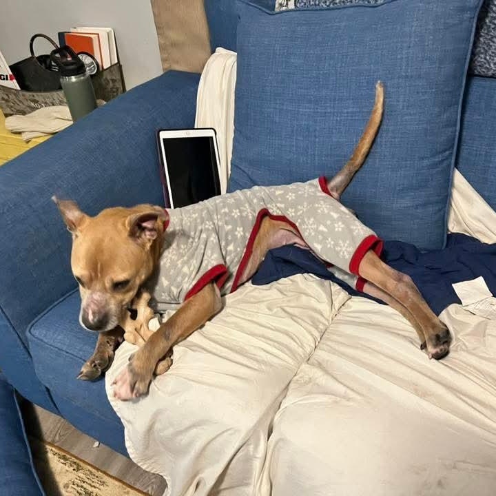 Enlarge Georgia, a ADOPTABLE mixed breed in East Peoria, IL image 2/4