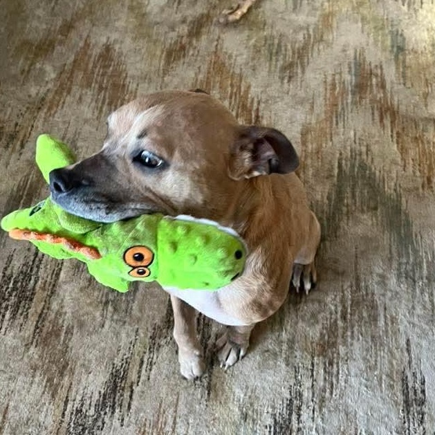 Enlarge Georgia, a ADOPTABLE mixed breed in East Peoria, IL image 4/4