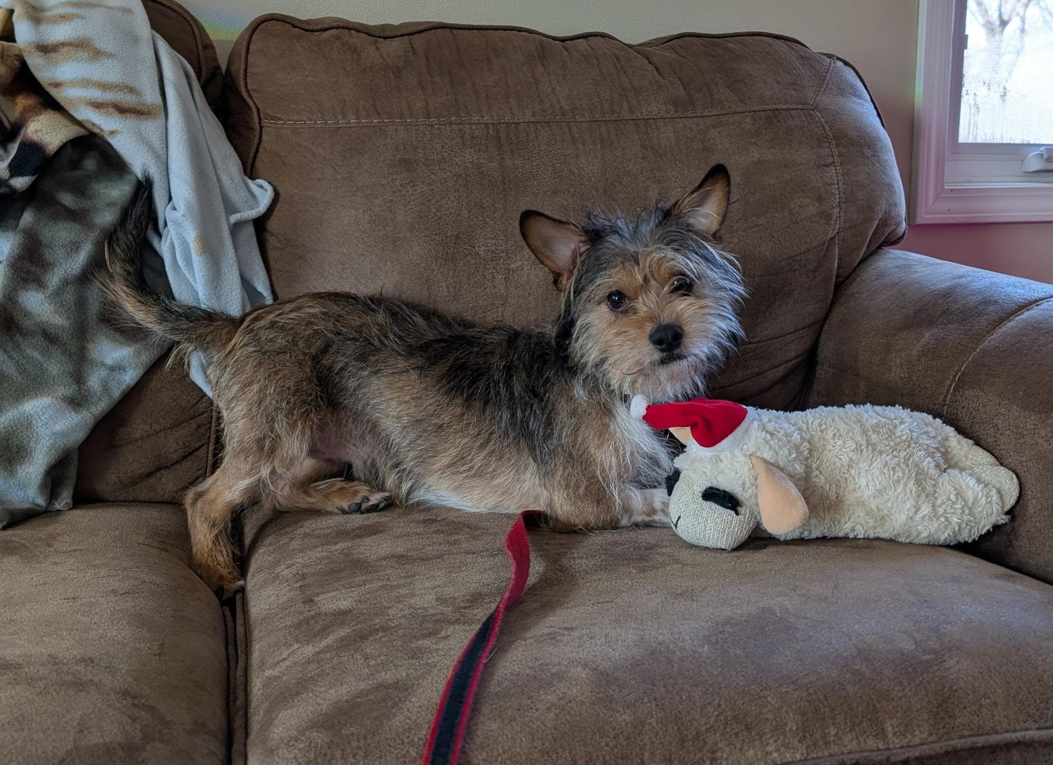 Shaggy, adopted, Young Male Yorkie Poo.