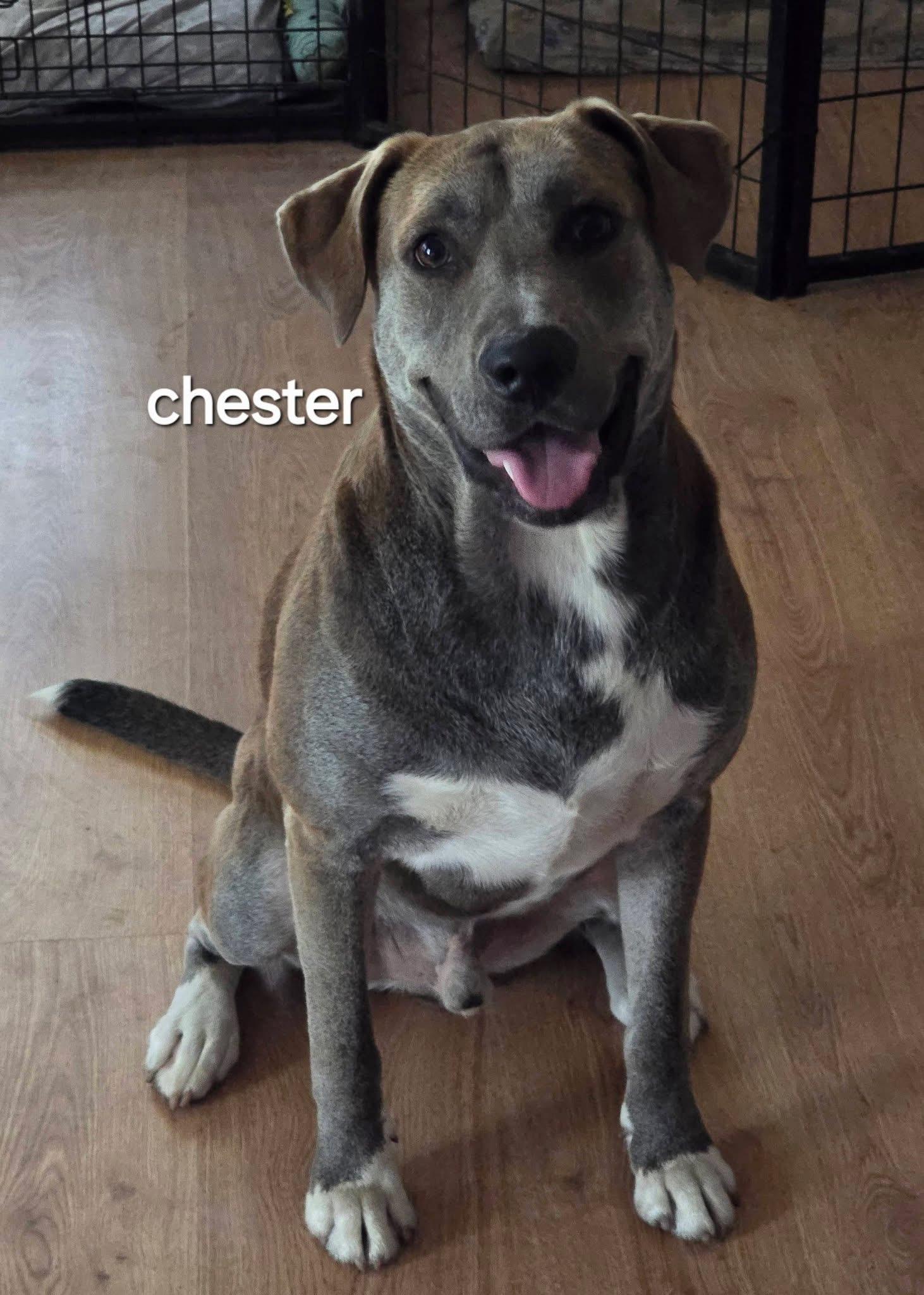 Chester, ADOPTABLE, Adult Male Labrador Retriever & Weimaraner.