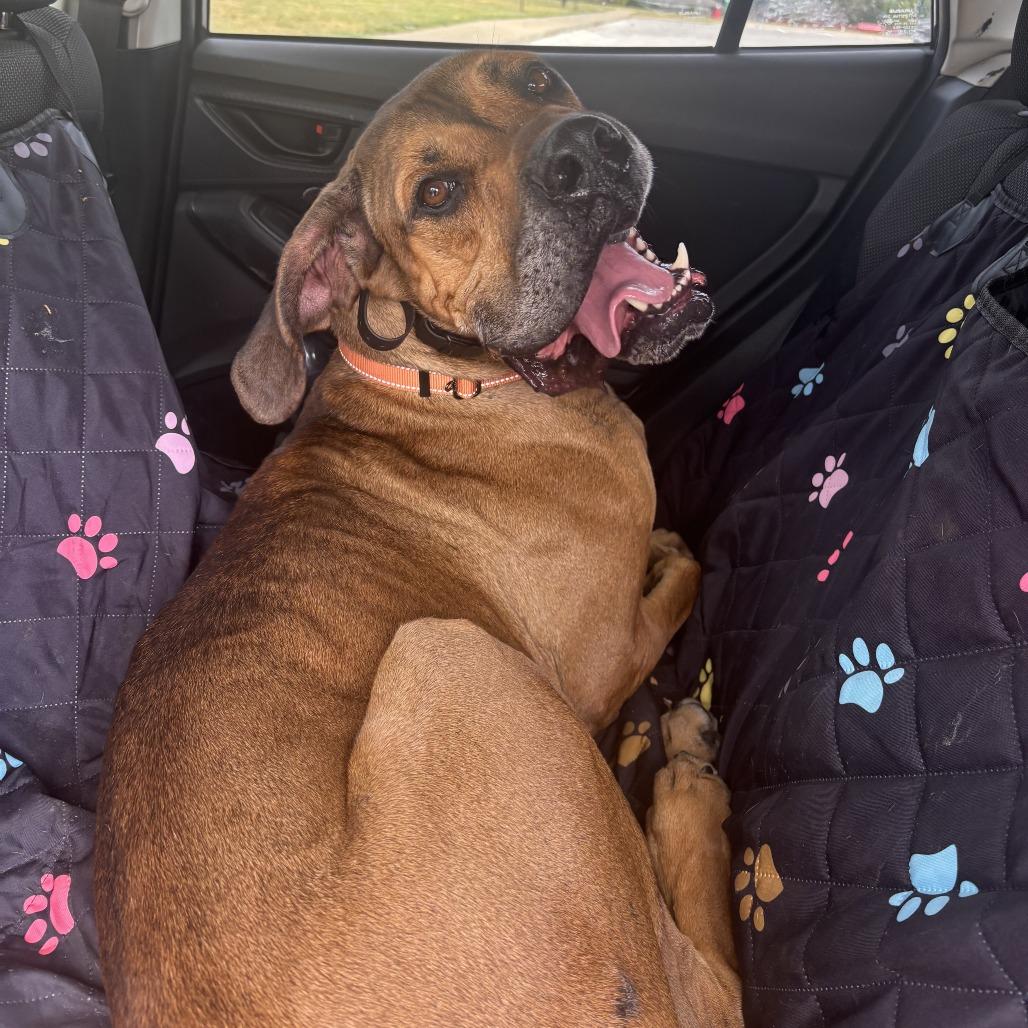 Arlo, Adoptable, Adult Male Great Dane & Mixed Breed.