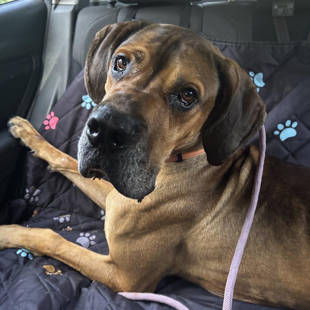 Enlarge Arlo, a Adoptable mixed breed in Fayetteville, AR image 2/6