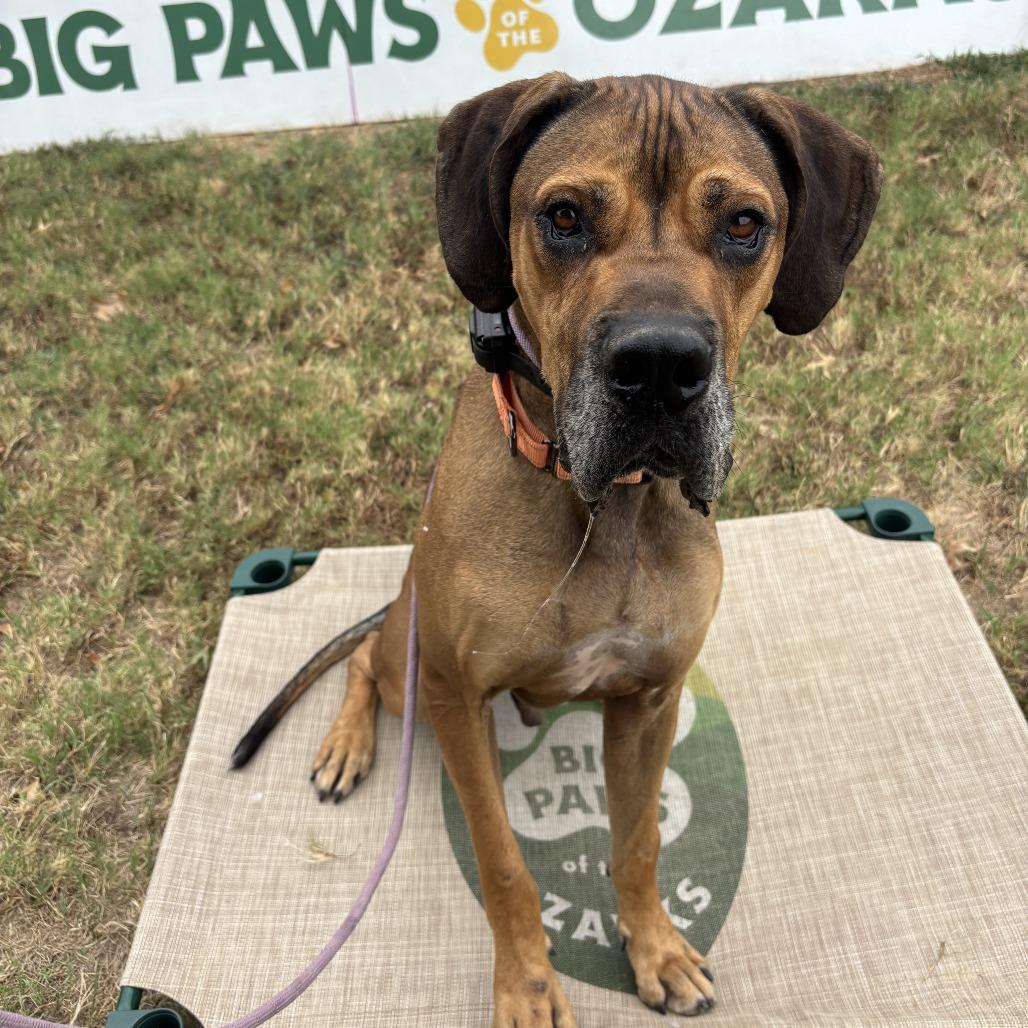 Enlarge Arlo, a Adoptable mixed breed in Fayetteville, AR image 3/6