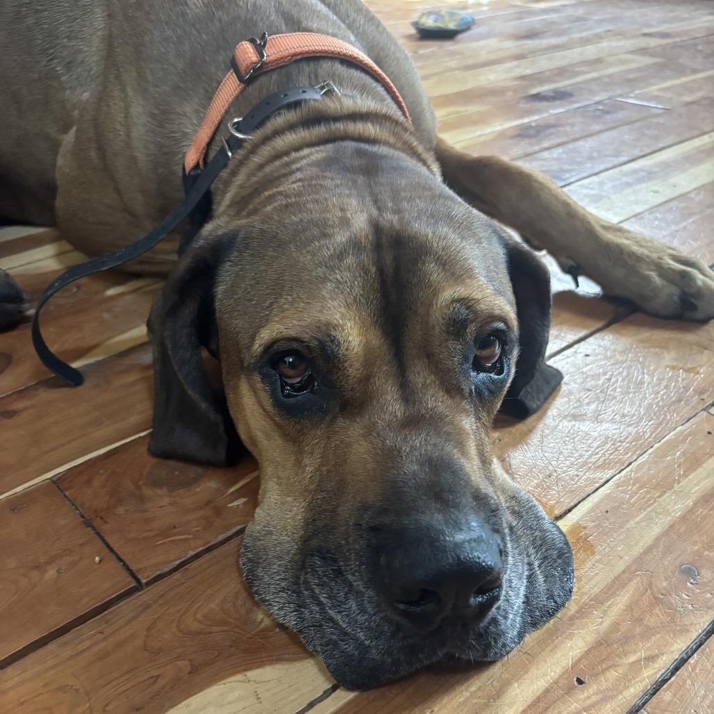 Enlarge Arlo, a Adoptable mixed breed in Fayetteville, AR image 4/6
