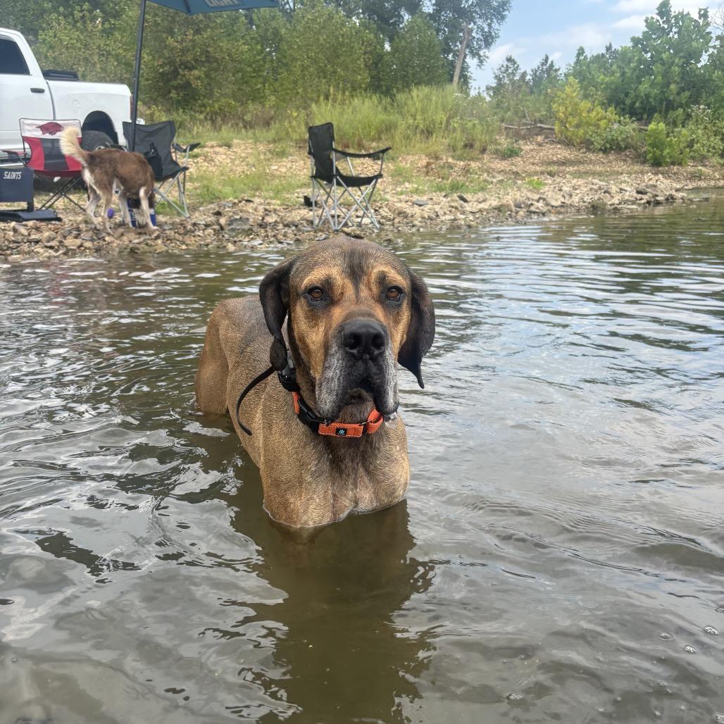 Enlarge Arlo, a Adoptable mixed breed in Fayetteville, AR image 5/6