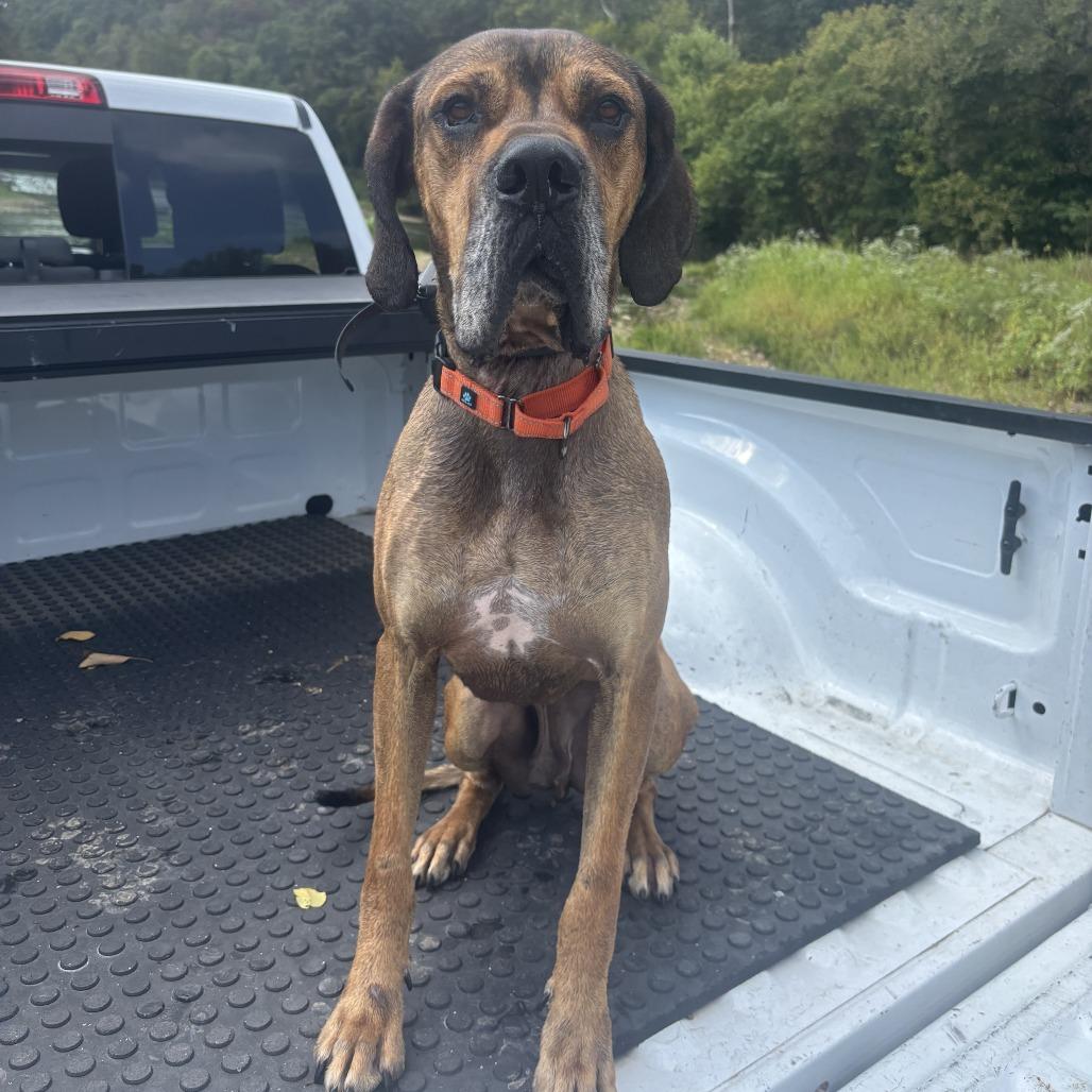 Enlarge Arlo, a Adoptable mixed breed in Fayetteville, AR image 6/6