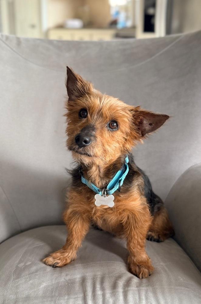 Oliver, Adoptable, Senior Male Norwich Terrier & Yorkshire Terrier.