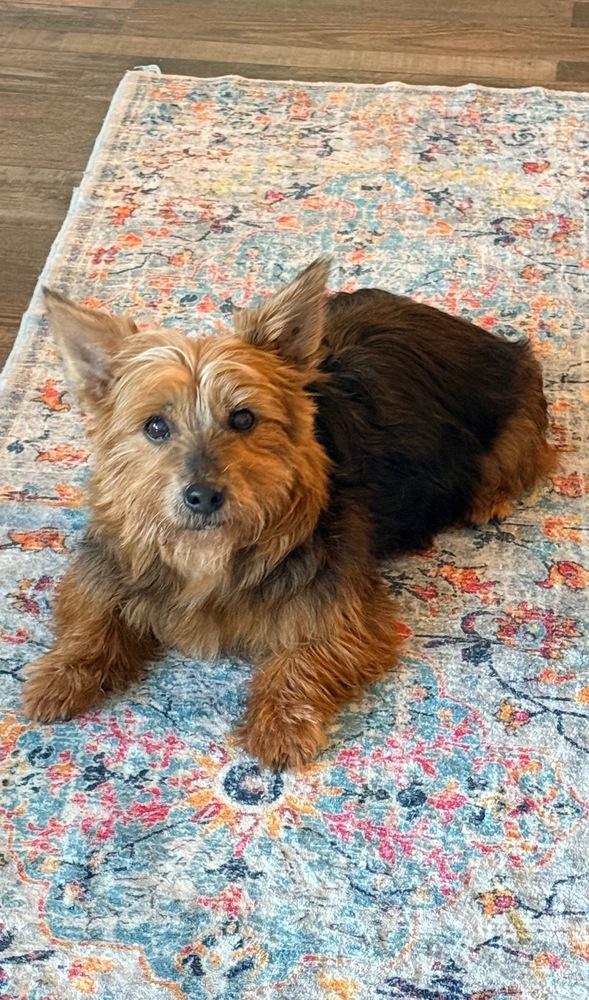 Enlarge Oliver, a Adoptable mixed breed in Frisco, TX image 2/6