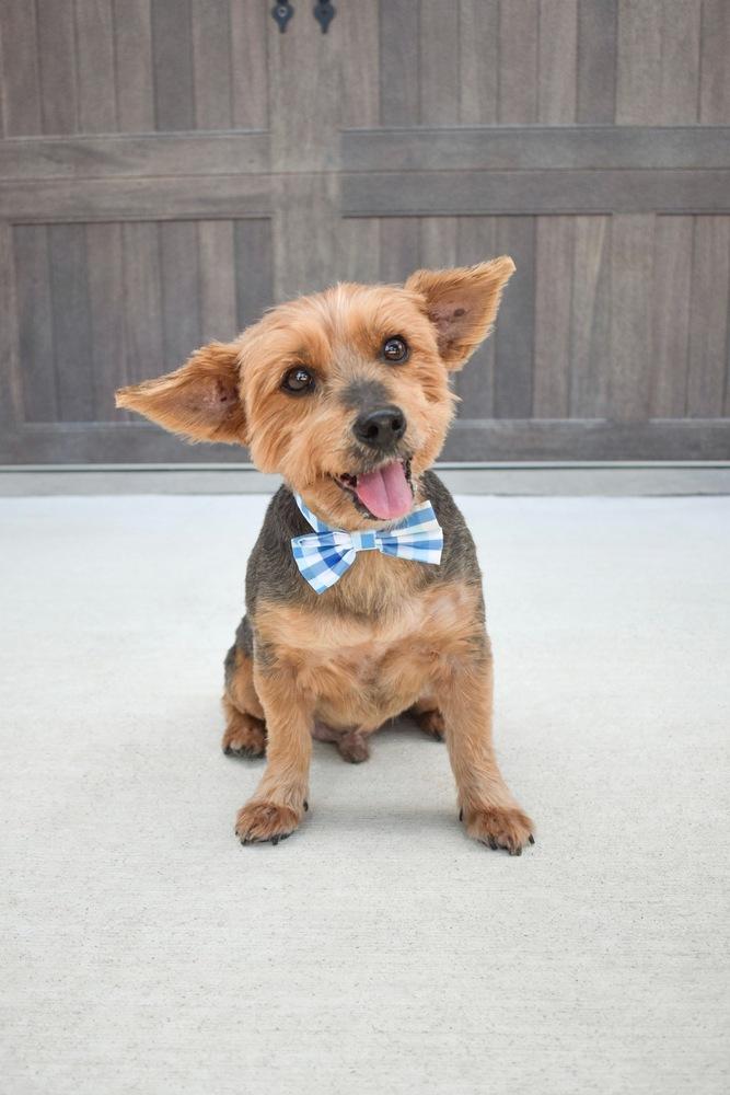 Oliver, Adoptable, Senior Male Yorkshire Terrier & Silky Terrier.