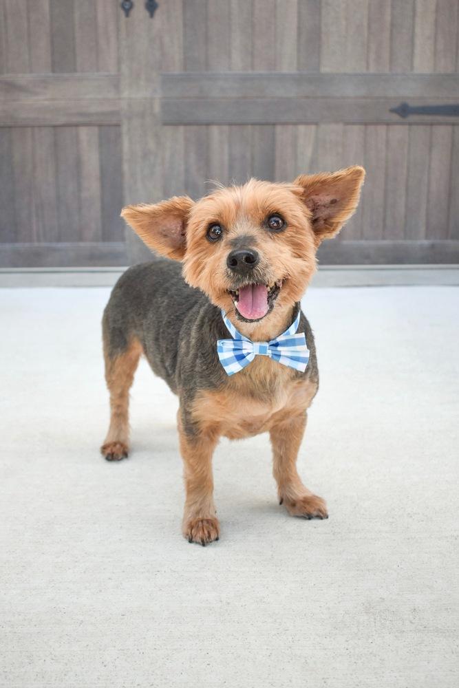 Enlarge Oliver, a Adoptable mixed breed in Frisco, TX image 2/6