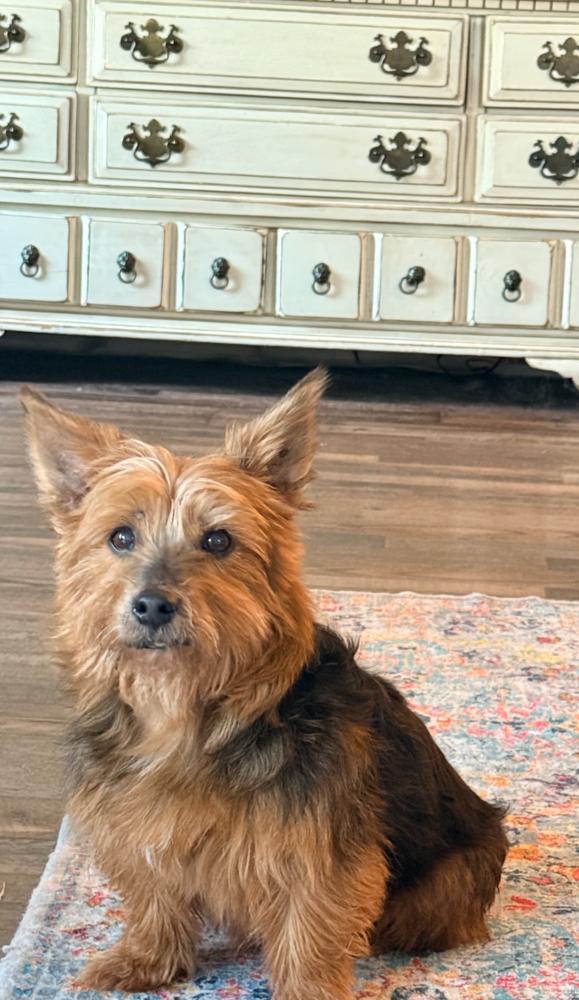 Enlarge Oliver, a Adoptable mixed breed in Frisco, TX image 3/6