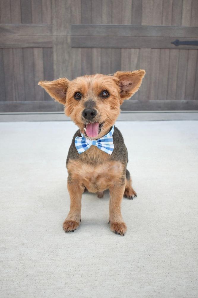 Enlarge Oliver, a Adoptable mixed breed in Frisco, TX image 3/6