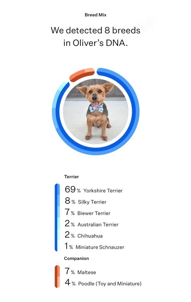 Enlarge Oliver, a Adoptable mixed breed in Frisco, TX image 4/6