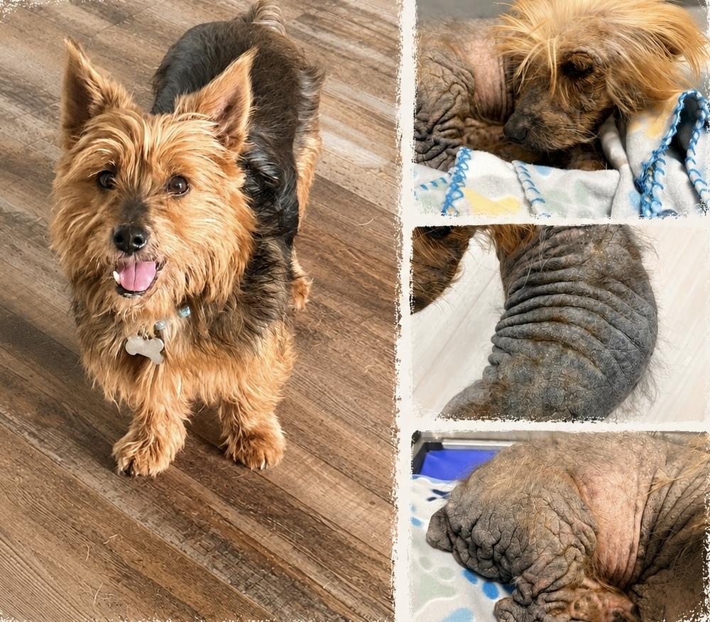 Enlarge Oliver, a Adoptable mixed breed in Frisco, TX image 4/6