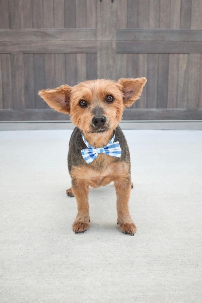 Enlarge Oliver, a Adoptable mixed breed in Frisco, TX image 6/6