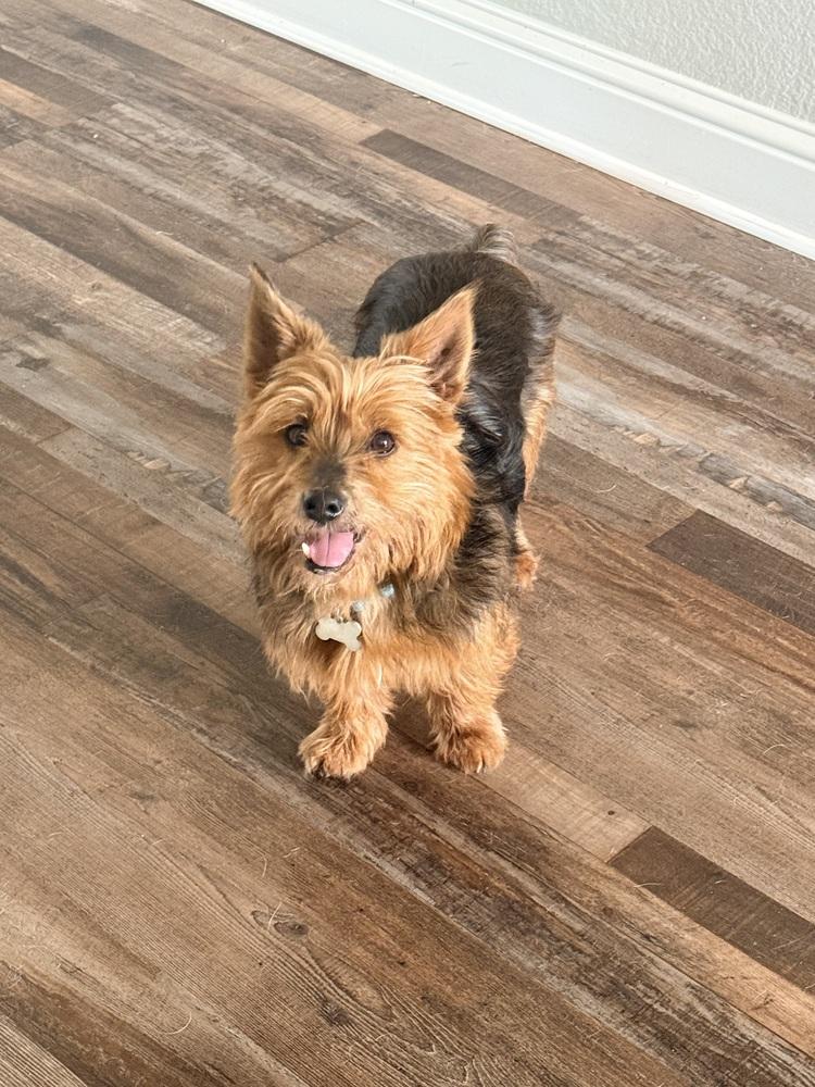 Enlarge Oliver, a Adoptable mixed breed in Frisco, TX image 5/6