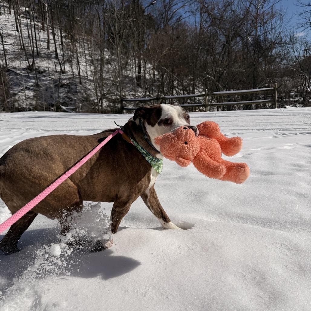 Enlarge Wall-E, a Adoptable Mixed Breed in Red House, WV image 1/4