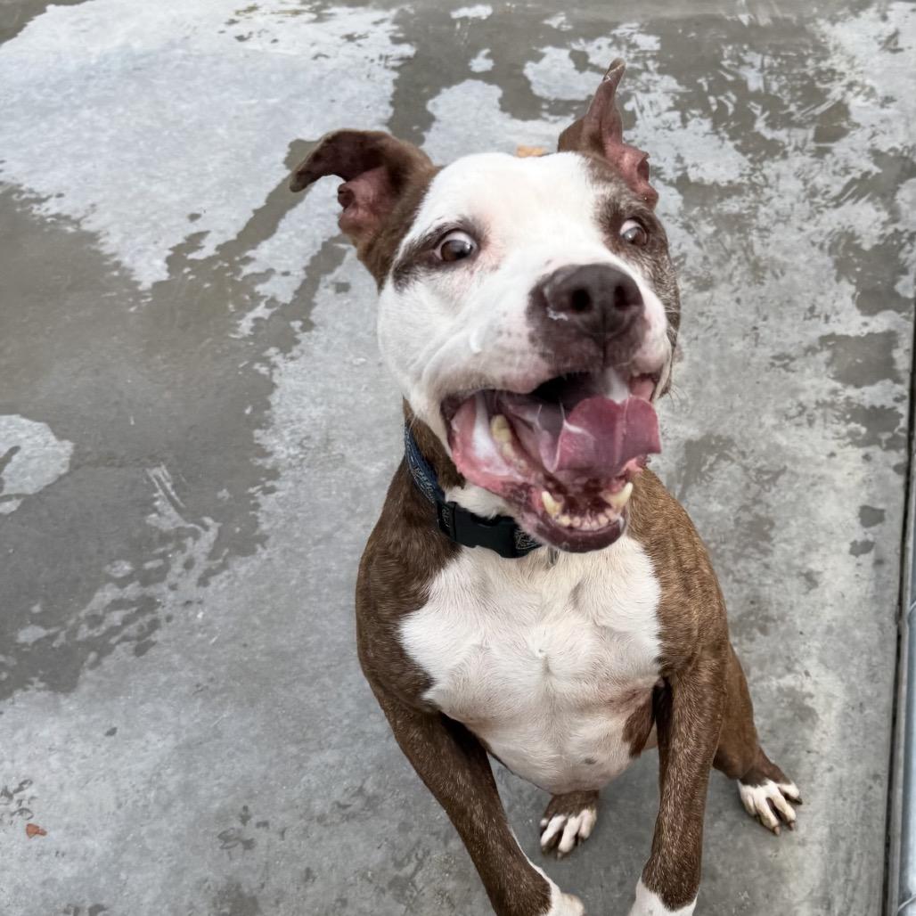 Enlarge Wall-E, a Adoptable Mixed Breed in Red House, WV image 1/2