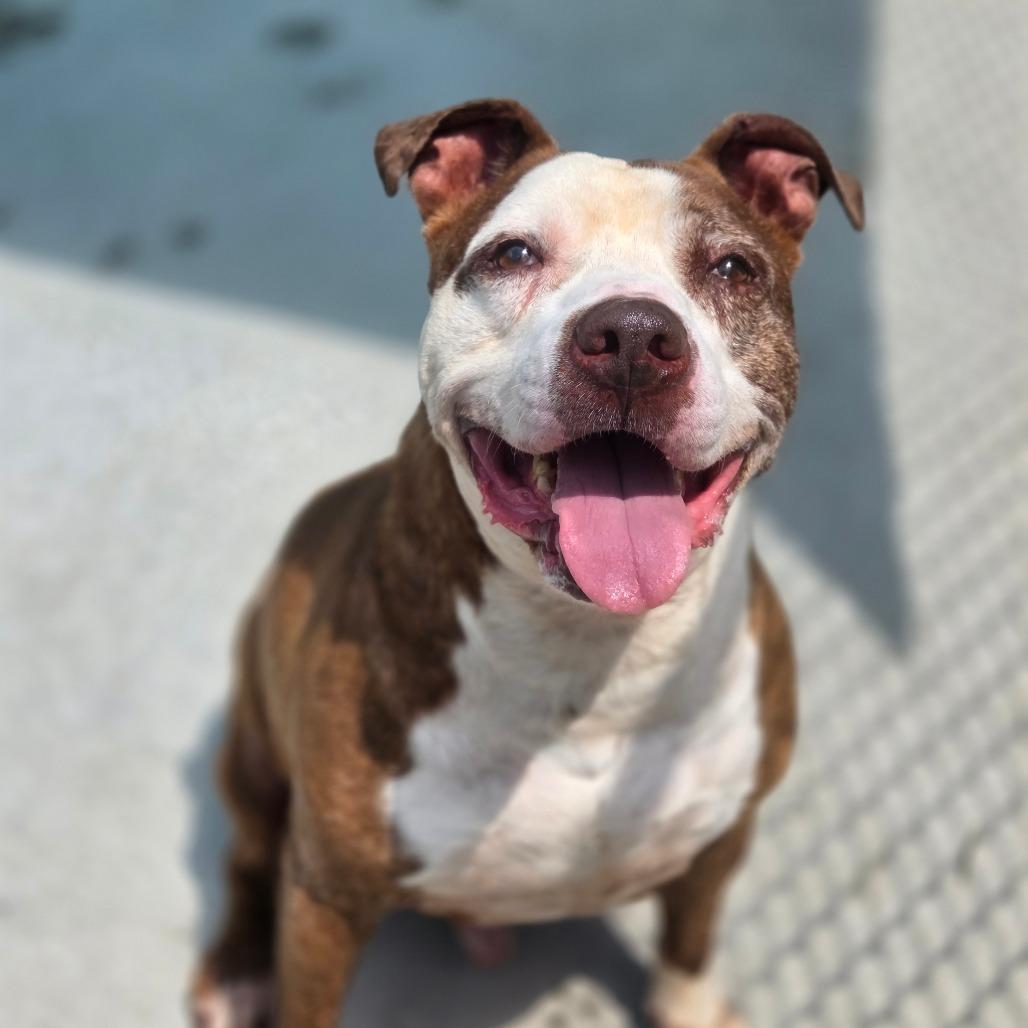 Enlarge Wall-E, a Adoptable Mixed Breed in Red House, WV image 4/5