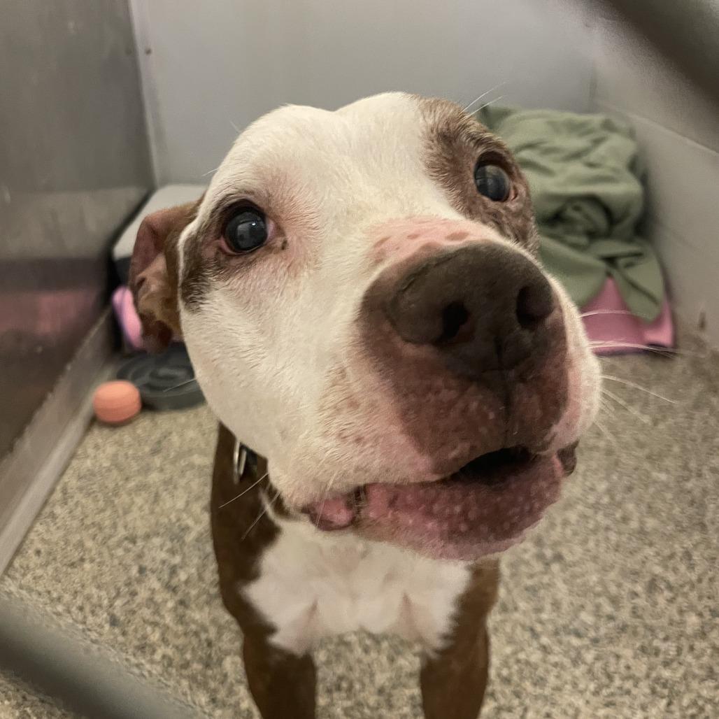 Enlarge Wall-E, a Adoptable Mixed Breed in Red House, WV image 2/2