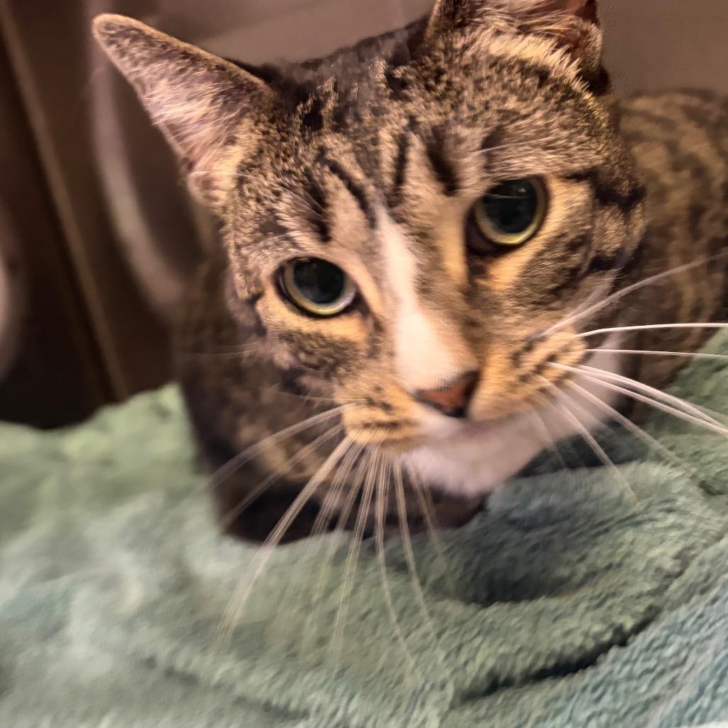 Brennan, Adoptable, Adult Female Domestic Short Hair.